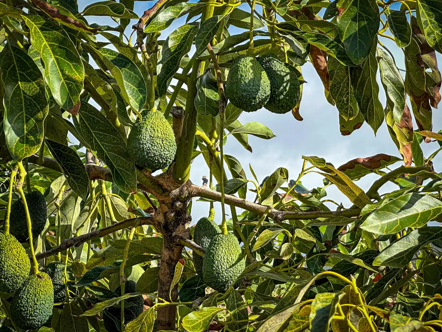 Jardín de Finca rústica en venta en Tegueste con Terraza, Trastero y Piscina