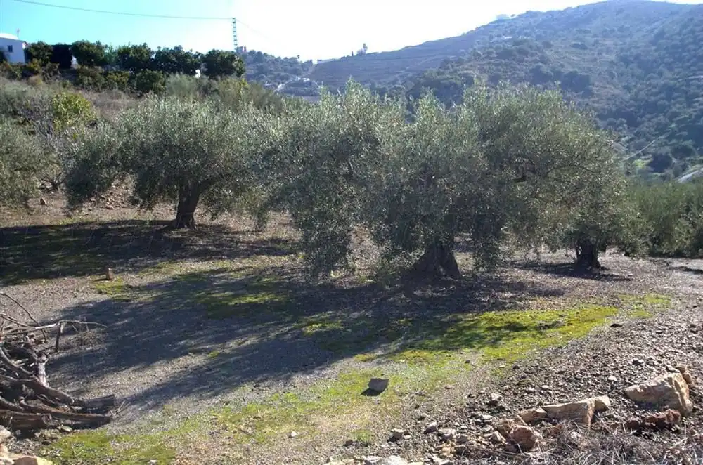 Casa en venda a Torrox Pueblo, imagen 9