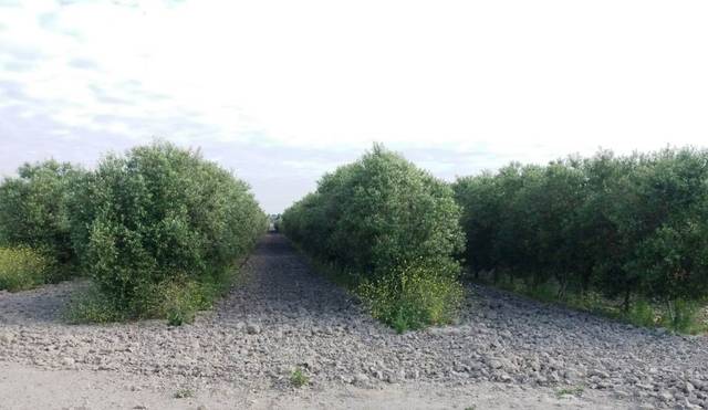 Terreno en Alquiler en N/A en Olvera