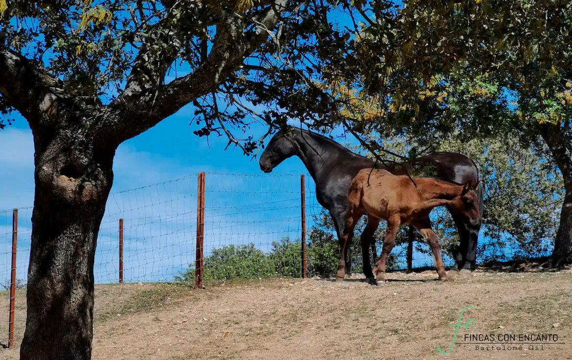 Außenansicht von Country house zum Verkauf in Espiel mit Privatgarten, Terrasse und Abstellraum