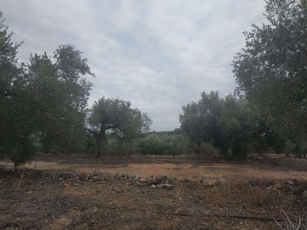 Country house zum verkauf in Riudecanyes