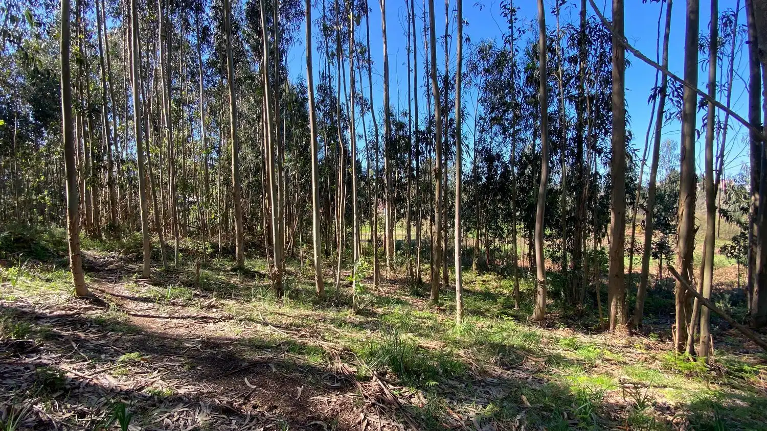 Terreni e lotti in vendita a Rúa Camiño dos Muiños 18, imagen 8