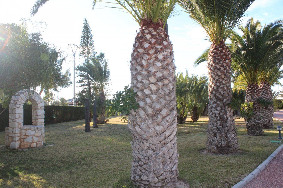 Jardí de Casa o xalet en venda en Elche / Elx amb Aire condicionat, Calefacció i Jardí privat