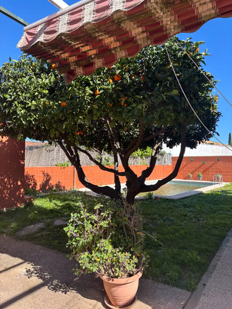 Chalet con piscina en venta en Calle Algazul, imagen 33