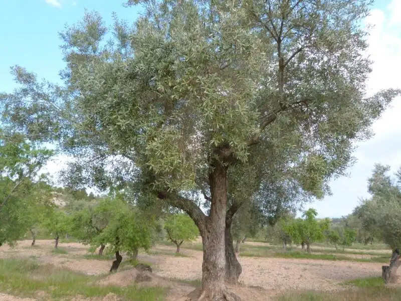 Garden of Country homes for sale in Valjunquera