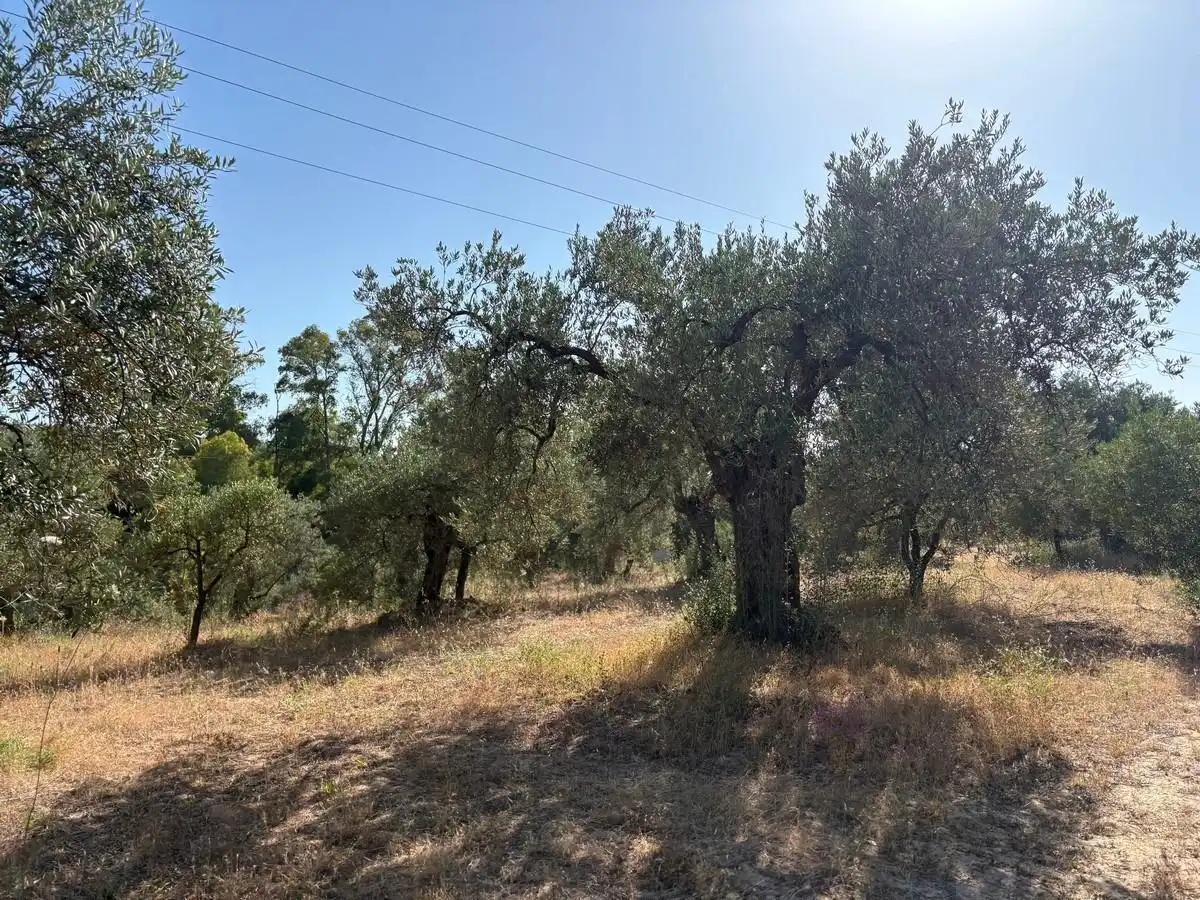 Terreny rústic en venda a Sanlúcar la Mayor, imagen 7