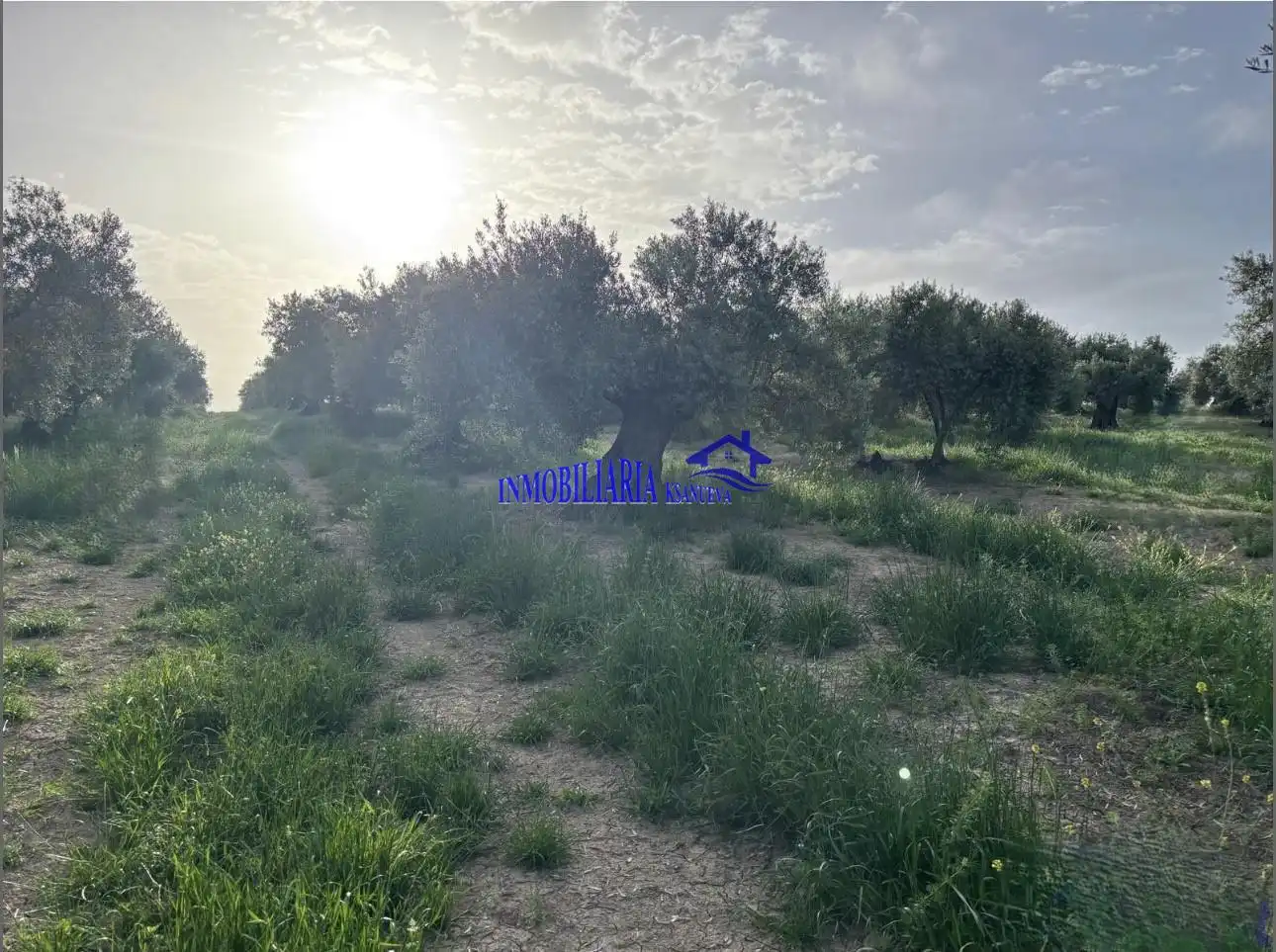 Finca rústica en venta en Bujalance