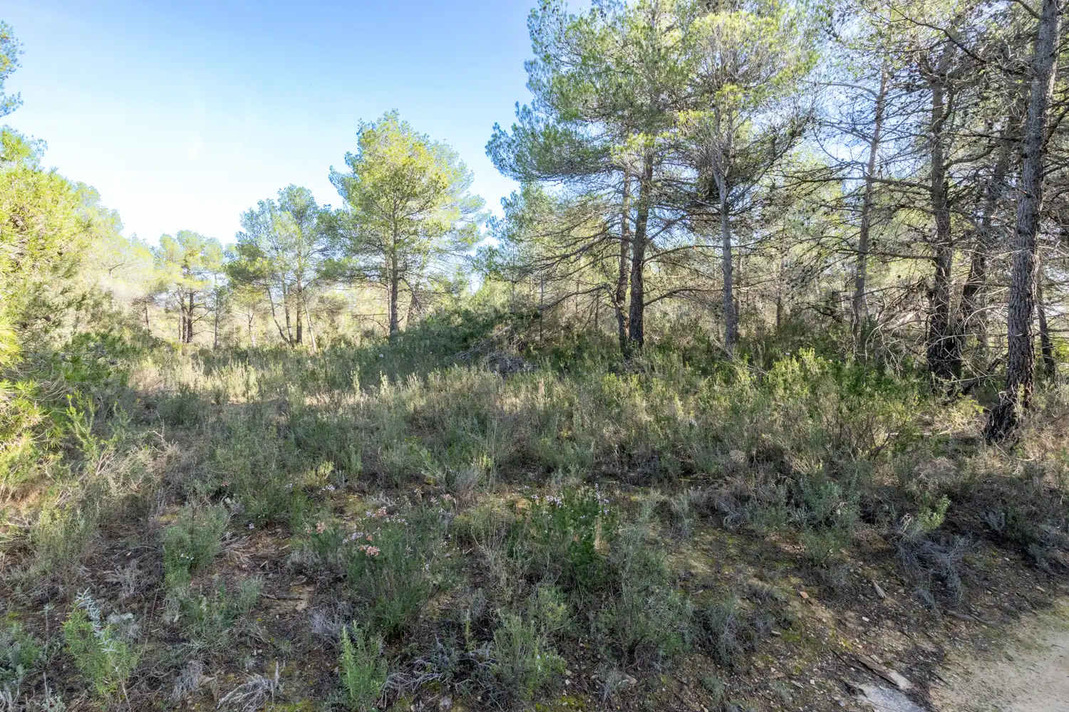 Terreni e lotti in vendita a Arens de Lledó, imagen 3