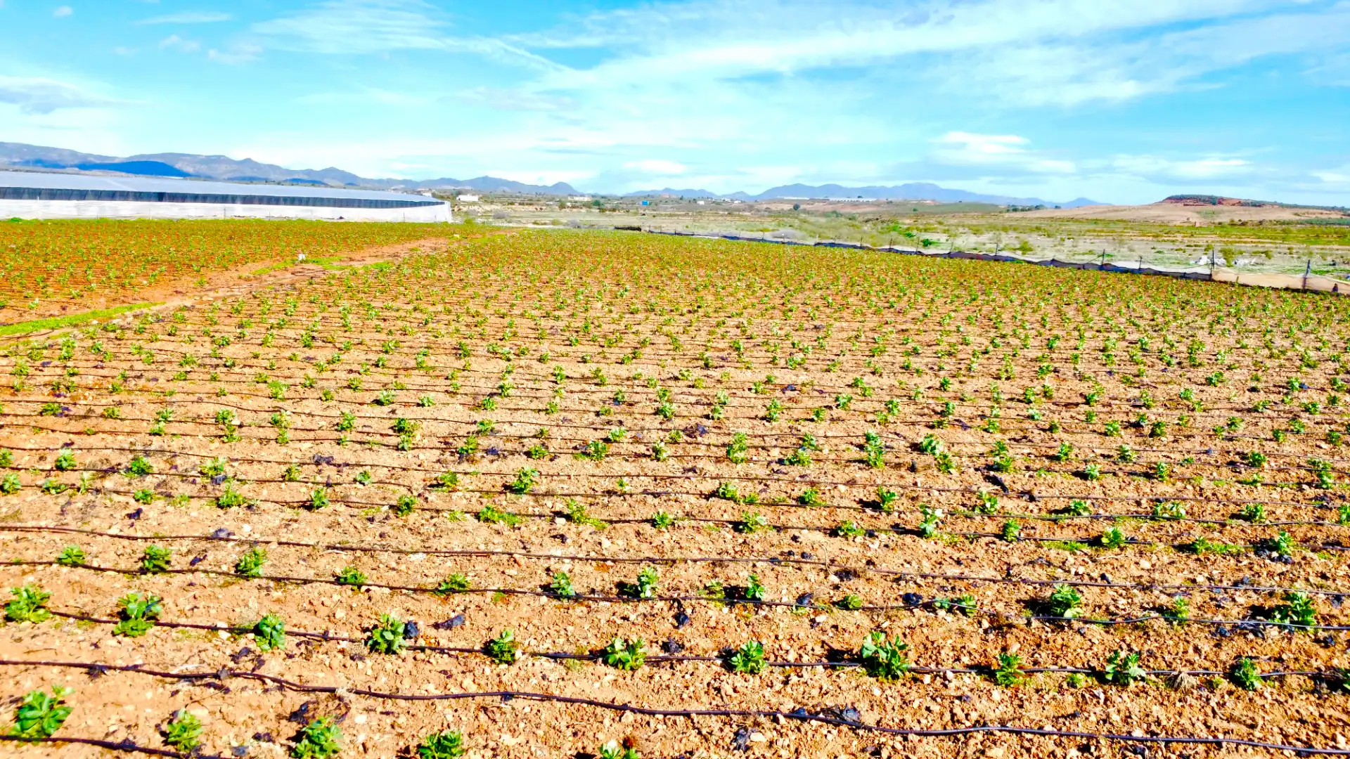 Terreny rústic en venda a Diseminado Saladar y Leche, imagen 30