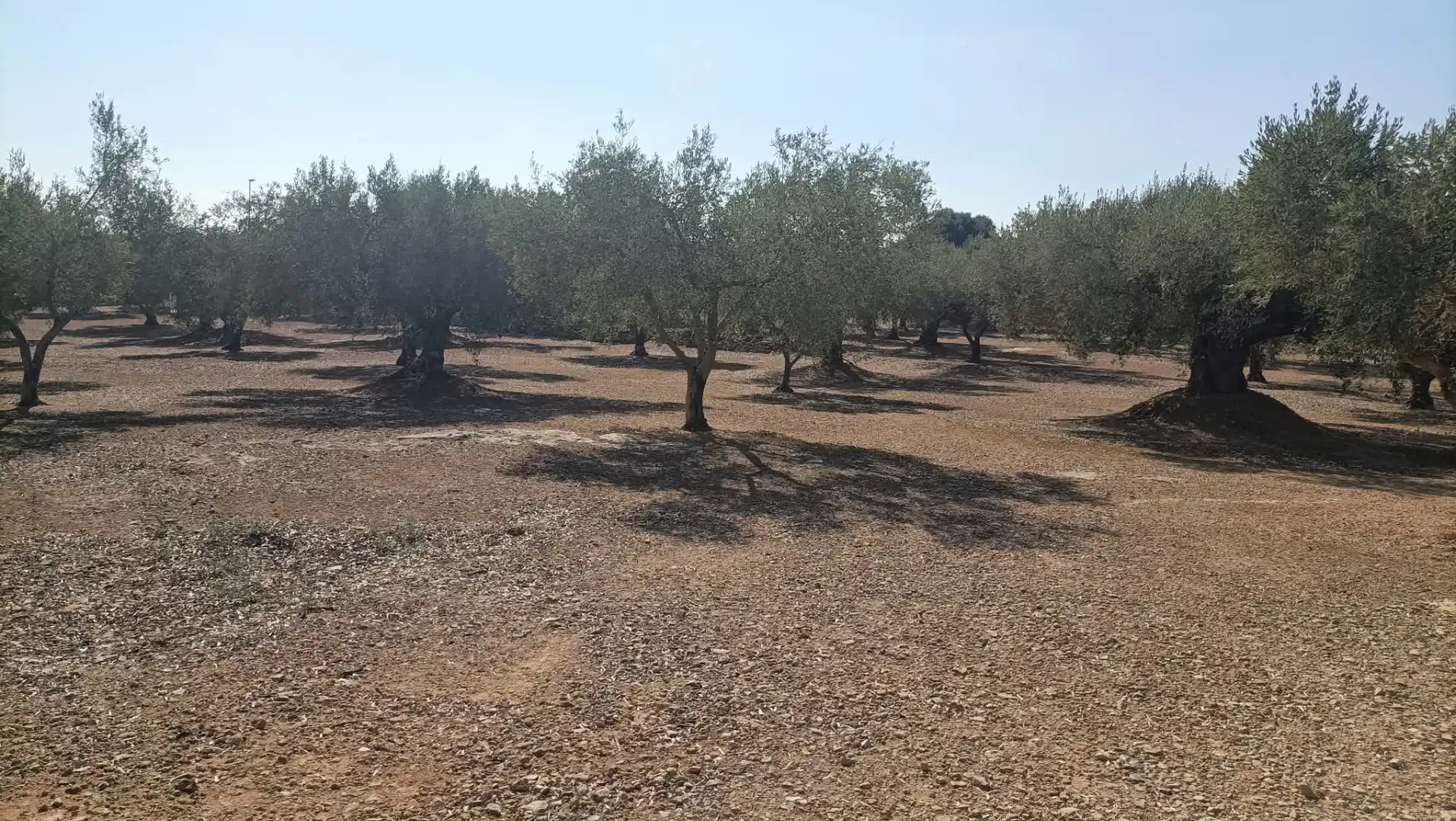 Terrain rustique à vendre à Camí de la Ferrereta 17, imagen 18