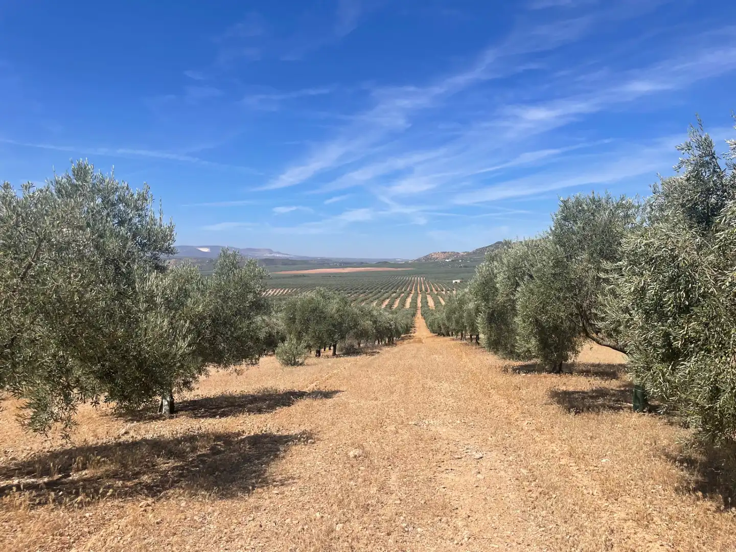 Terreny rústic en venda a Aguilar de la Frontera, imagen 5