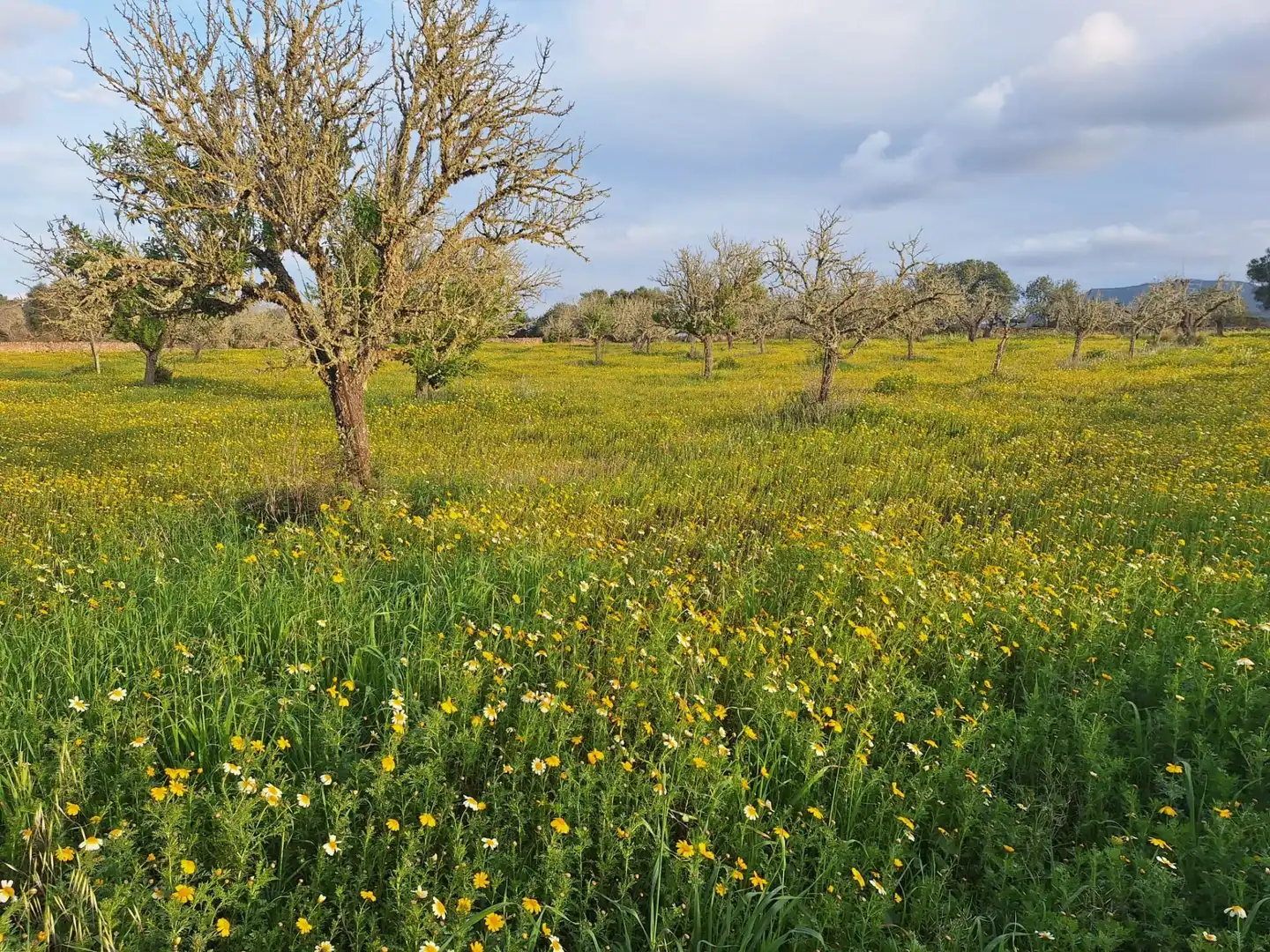 Finca rústica en venta en Algaida