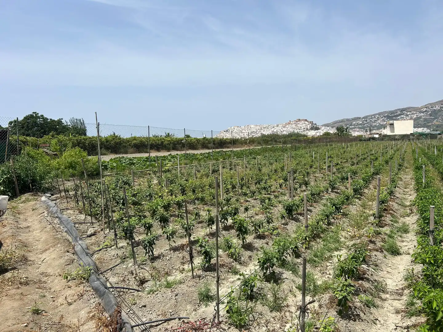 Terreny rústic en venda a PCQH+V2 Salobreña, Spain, imagen 4