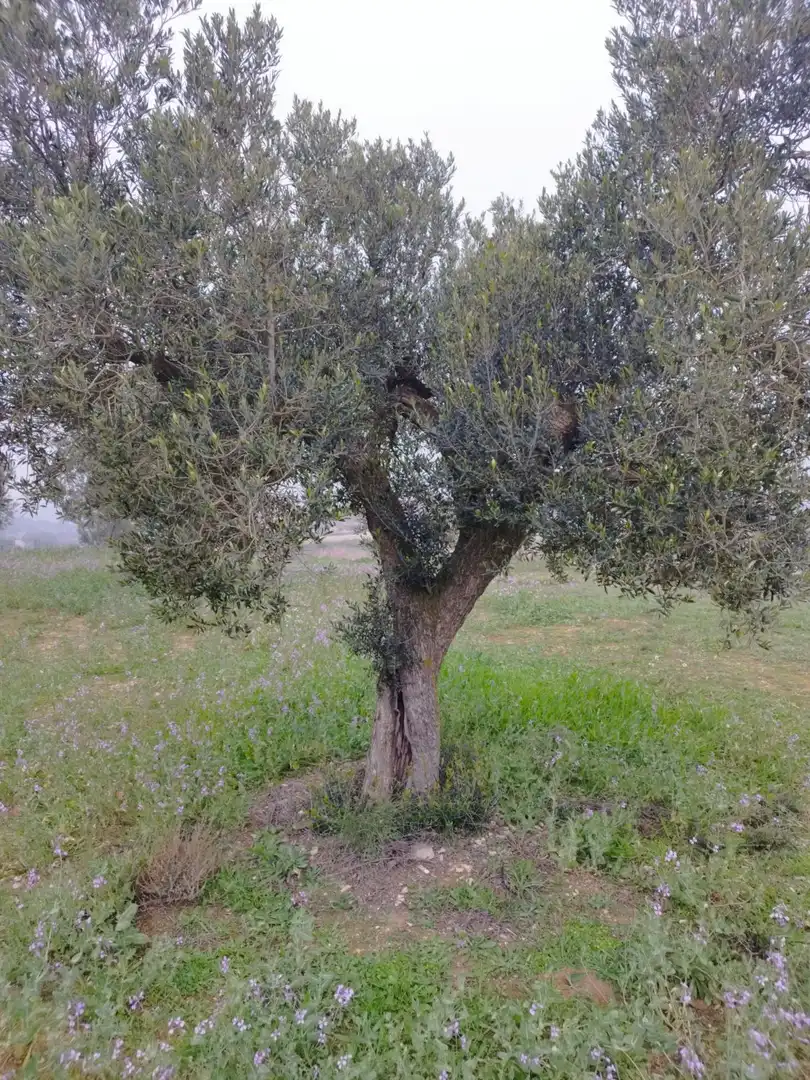 Jardín de Finca rústica en venta en Aitona