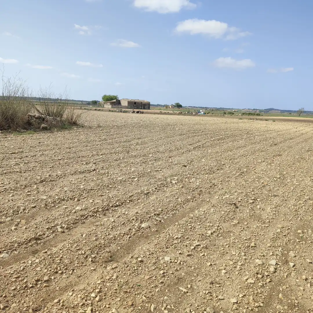 Rural land for sale in Vilafranca de Bonany, imagen 16