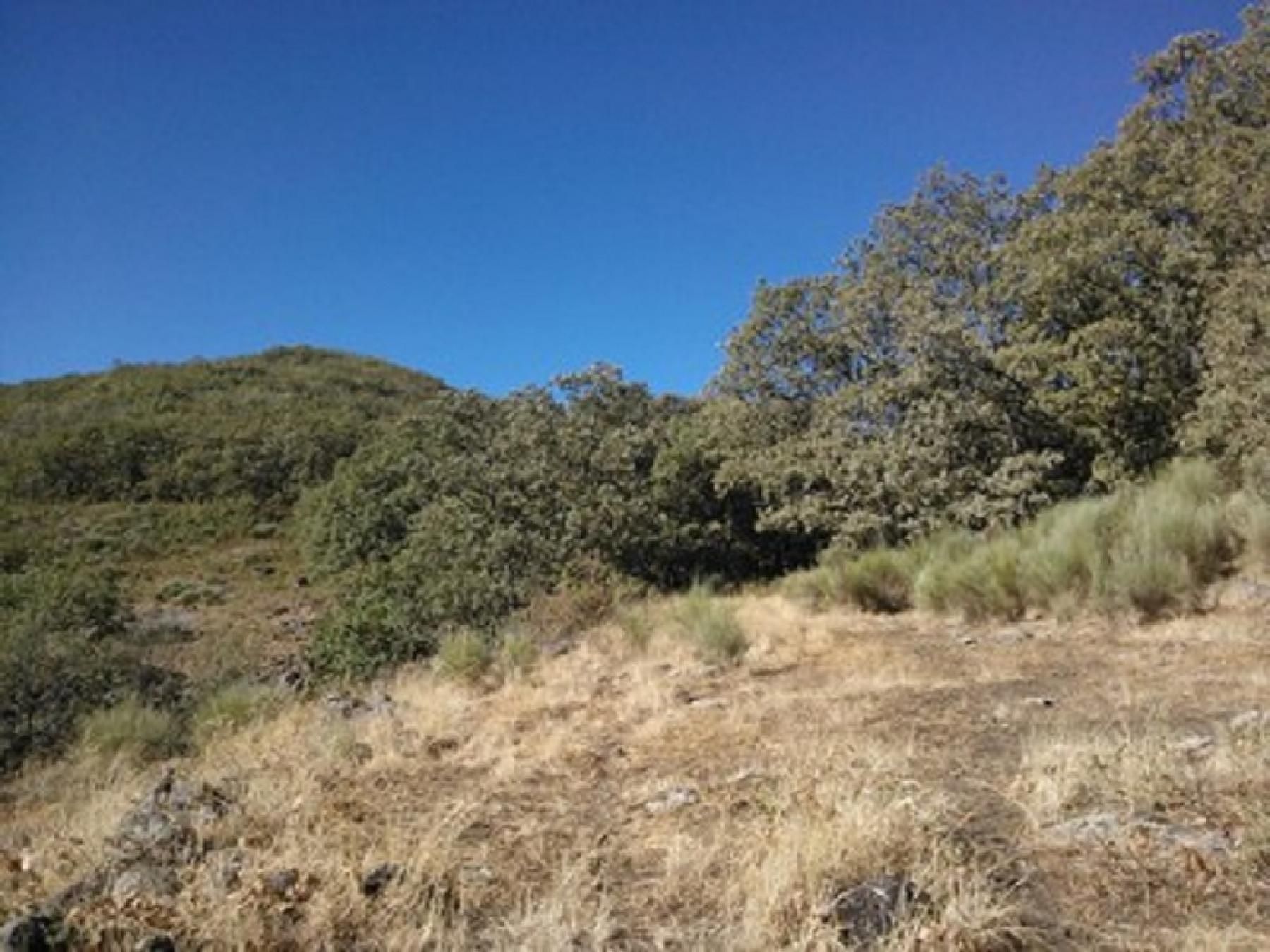 Land for sale in Jaraíz de la Vera
