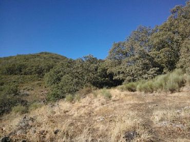 Rural land for sale in Jaraíz de la Vera