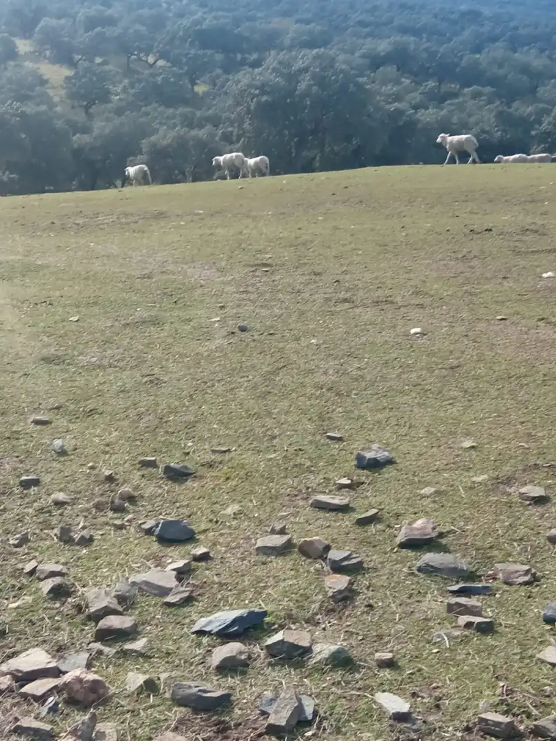Land for sale in Cardeña