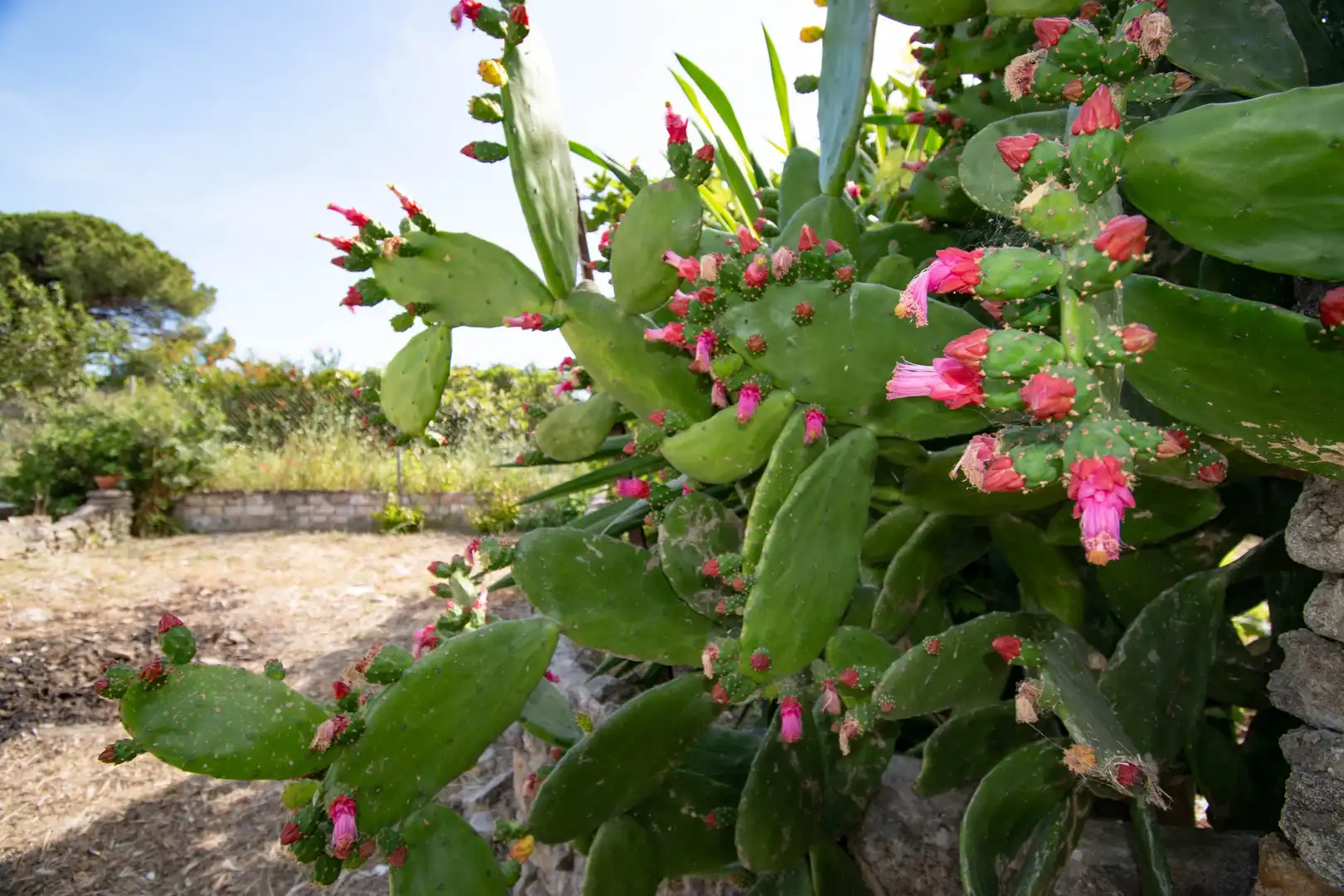 Jardí de Casa o xalet en venda en Chiclana de la Frontera