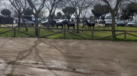 Foto 5 de Estudi en venda a Calle Los Varales, 57, El Rocío, Almonte