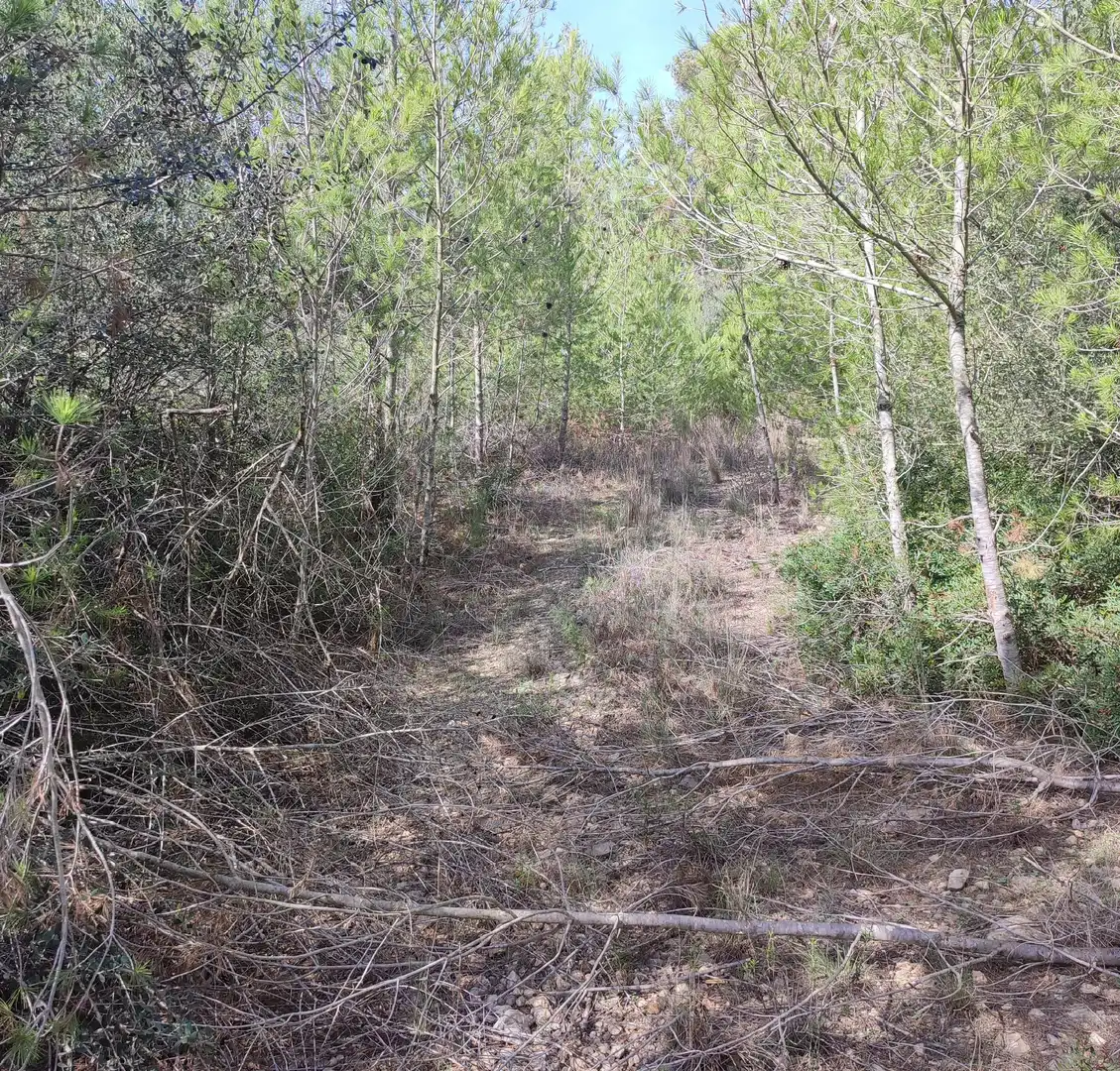 Rural land for sale in Sant Joan, imagen 8