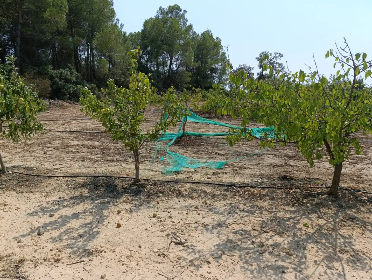 Residencial en venda en Vilalba dels Arcs