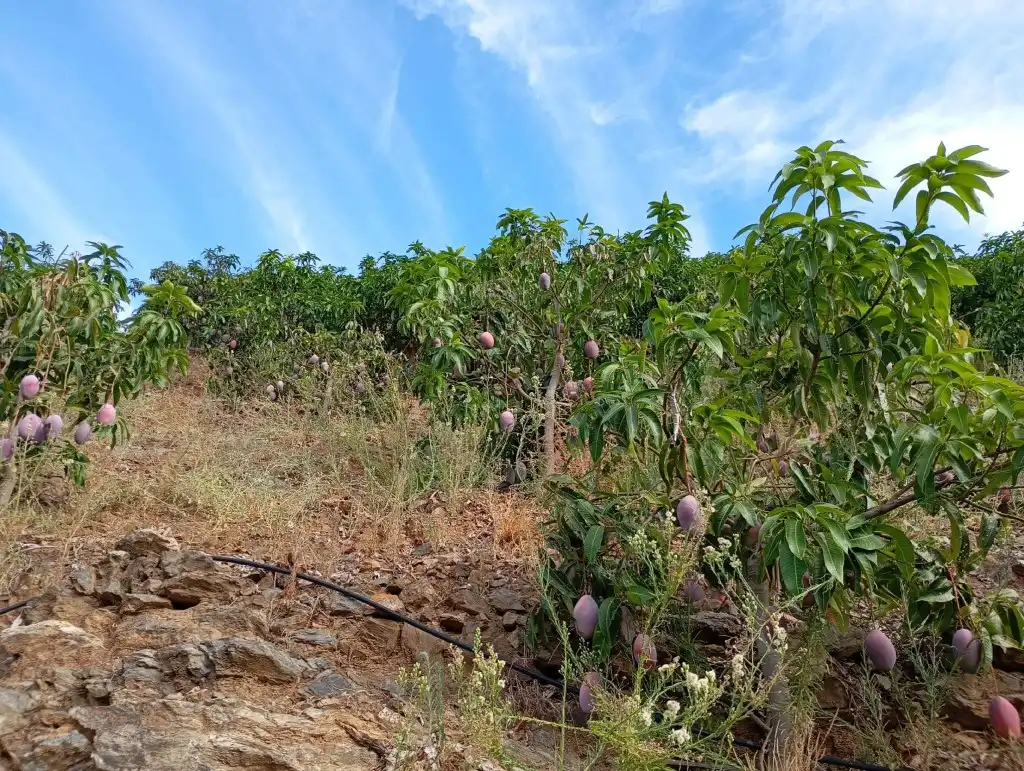 Rural land for sale in El Borge, imagen 10