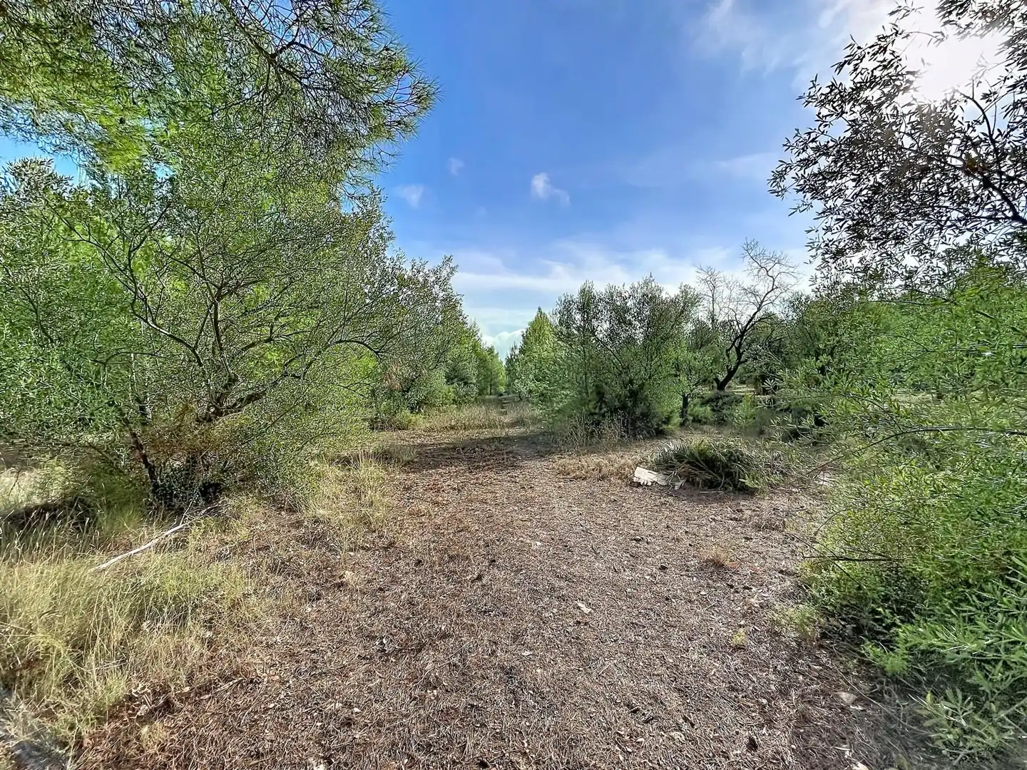 Rural land for sale in Penàguila, imagen 12