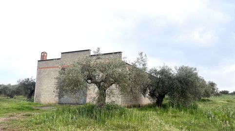 PARCELA CON NAVE EN COTO PERRERO DON BENITO, immagine 5