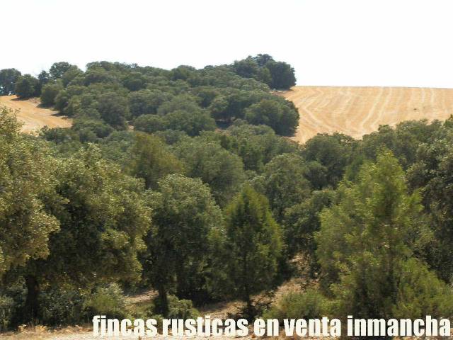 Terreno en Venta en Munera
