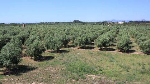 Foto 3 de Finca rústica en venda a De la Sénia, Riudoms, Tarragona
