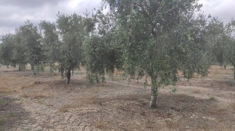 PARCELA CON POZO NAVE, imagen 3