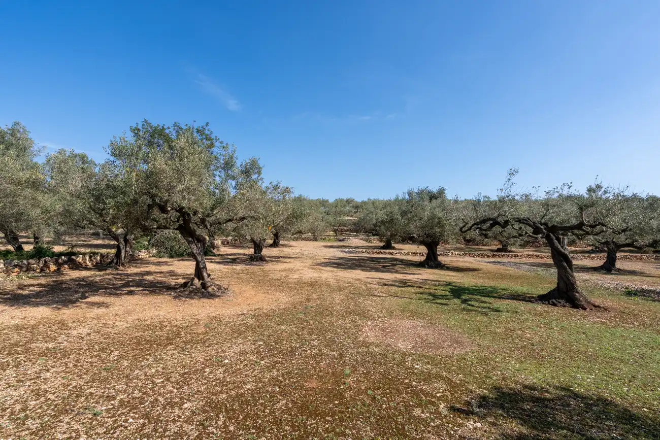 Terrain rustique à vendre à Camí Del Filato 1093, imagen 14
