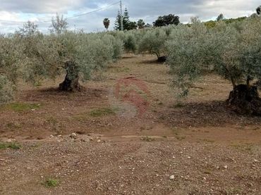Terreno rustico in vendita a Coín