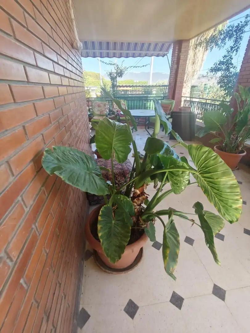Terrace of Country homes for sale in Sax  with Private garden, Storage room and Swimming Pool