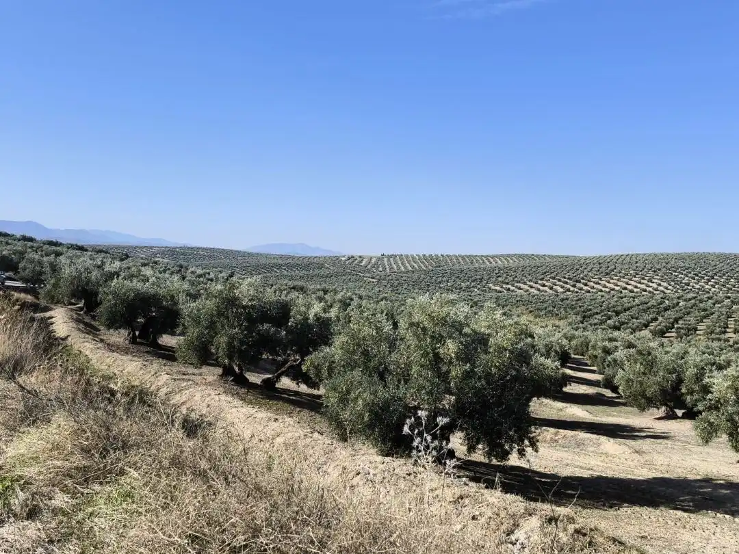 Land for sale in Baeza