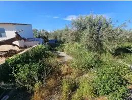 Terreny rústic en venda a C/ Escuelas, imagen 7