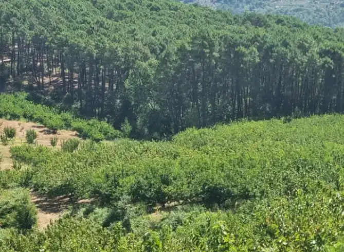 Terreni e lotti in vendita a Mombeltrán, imagen 5