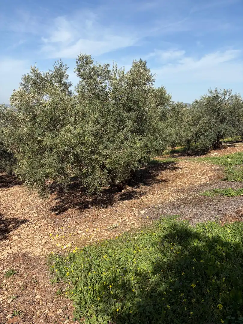 Terreno rustico in vendita a Cabra, imagen 6