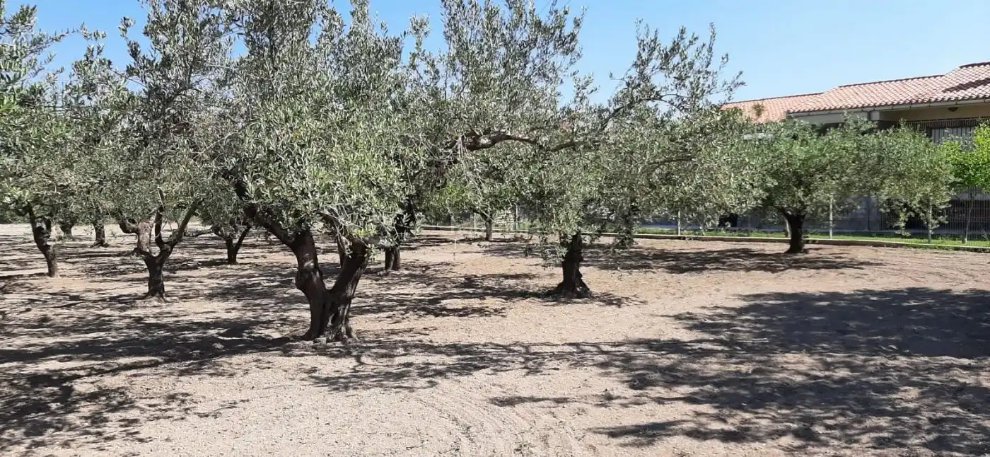 Terrain rustique à vendre à Carrer de l'Alcalde Paco Montes 43, imagen 7