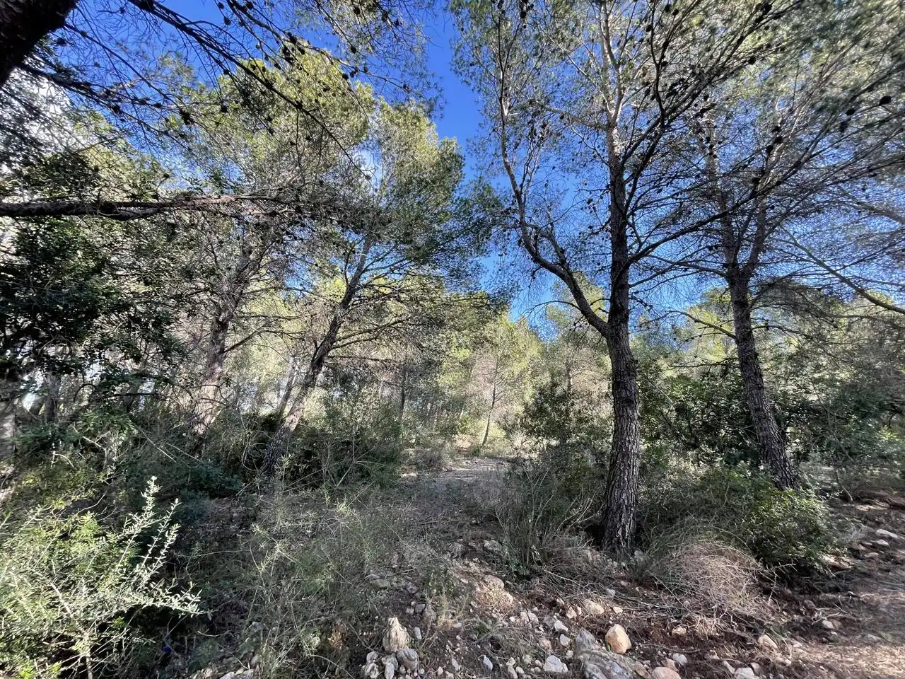 Terrain rustique à vendre à bassa nadell, imagen 11