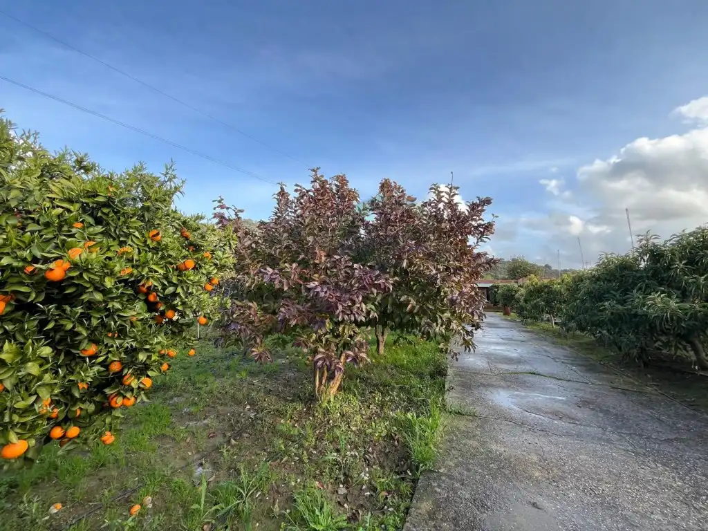 Country house for sale in Jimena de la Frontera, imagen 18