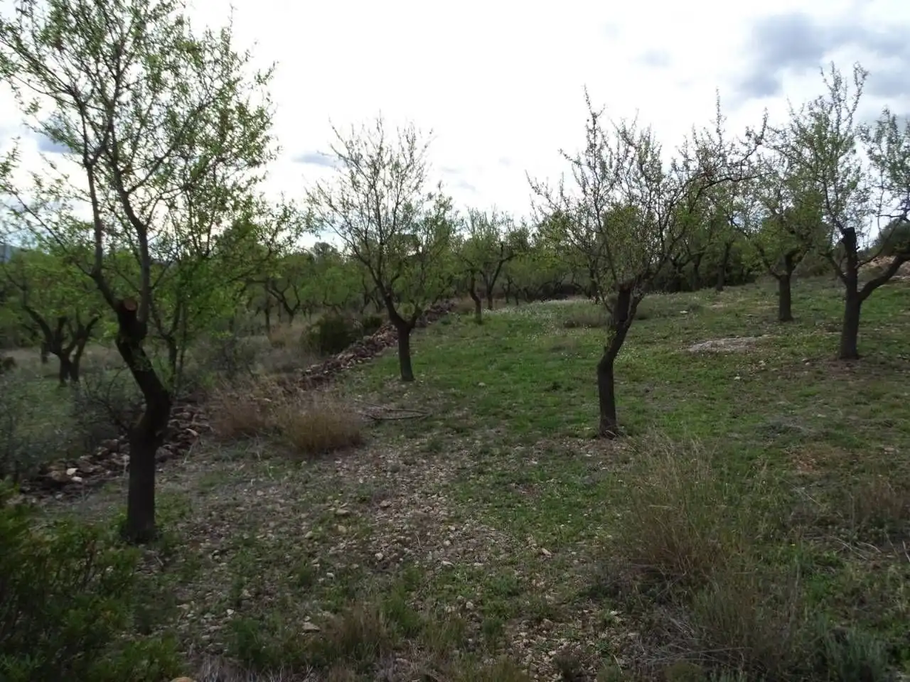 Terrain résidentiel à vendre à Xerta, imagen 10