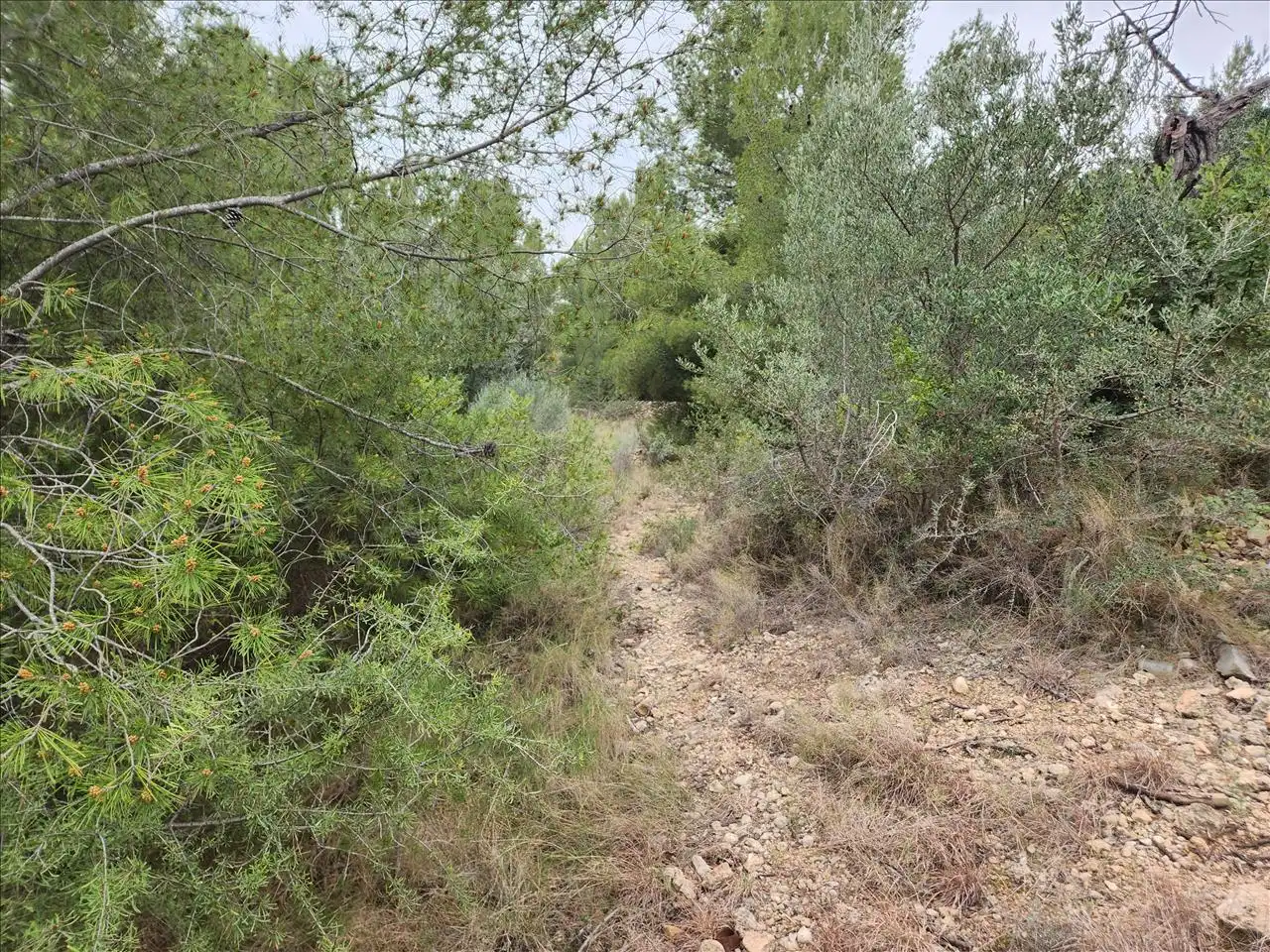 Residential land for sale in Pl Número 115, imagen 8