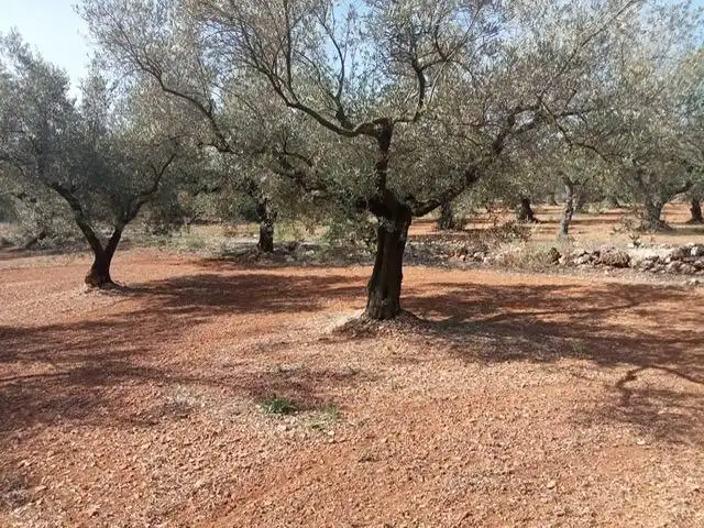 Casa rústica con piscina en venta en Ulldecona, imagen 16
