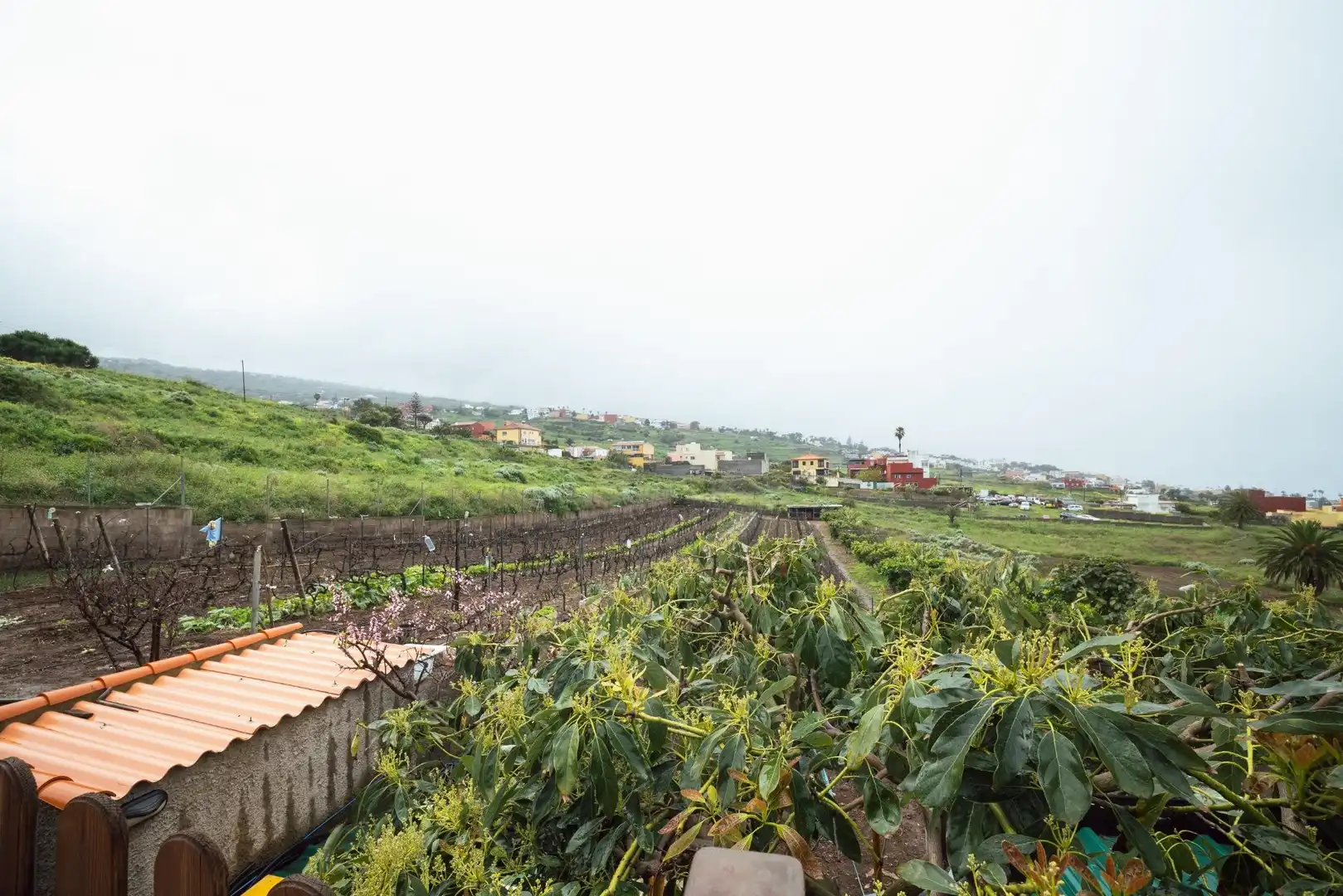 Finca rústica en venta en El Sauzal