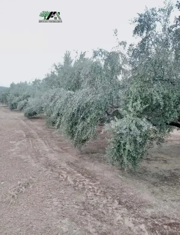 Jardín de Terreno en venta en Torrubia