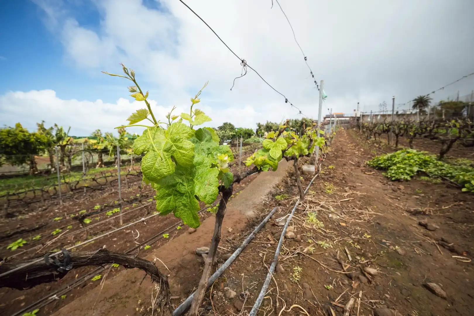 Jardín de Finca rústica en venta en El Sauzal