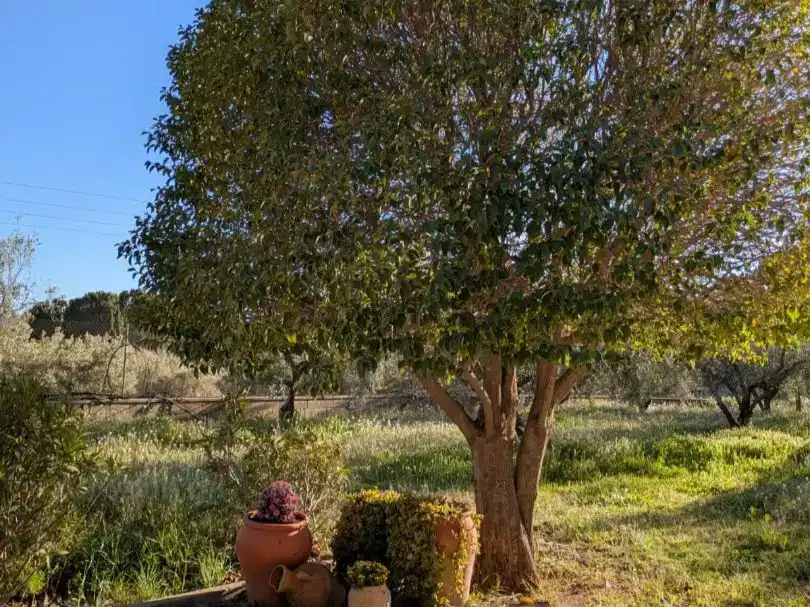 Jardí de Pis en venda en Onil amb Jardí privat, Traster i Piscina