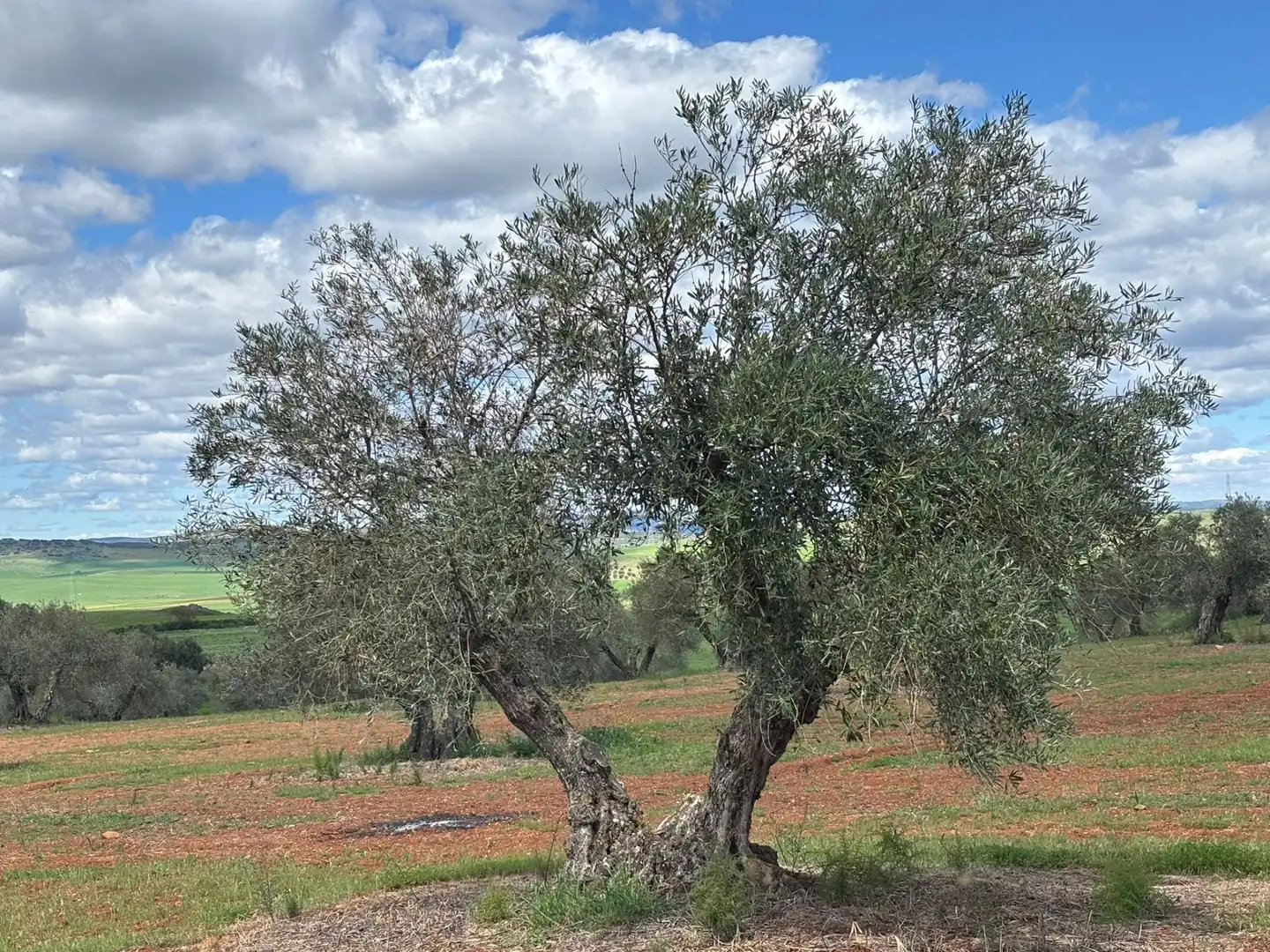 Garden of Residential for sale in Ciudad Real